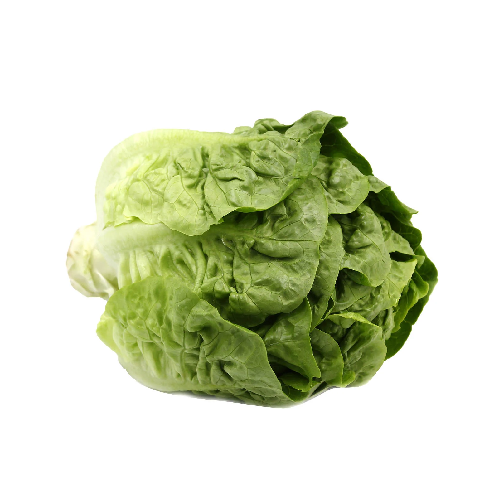 Baby Romaine Lettuce (Malaysia) 1pack - Image 2