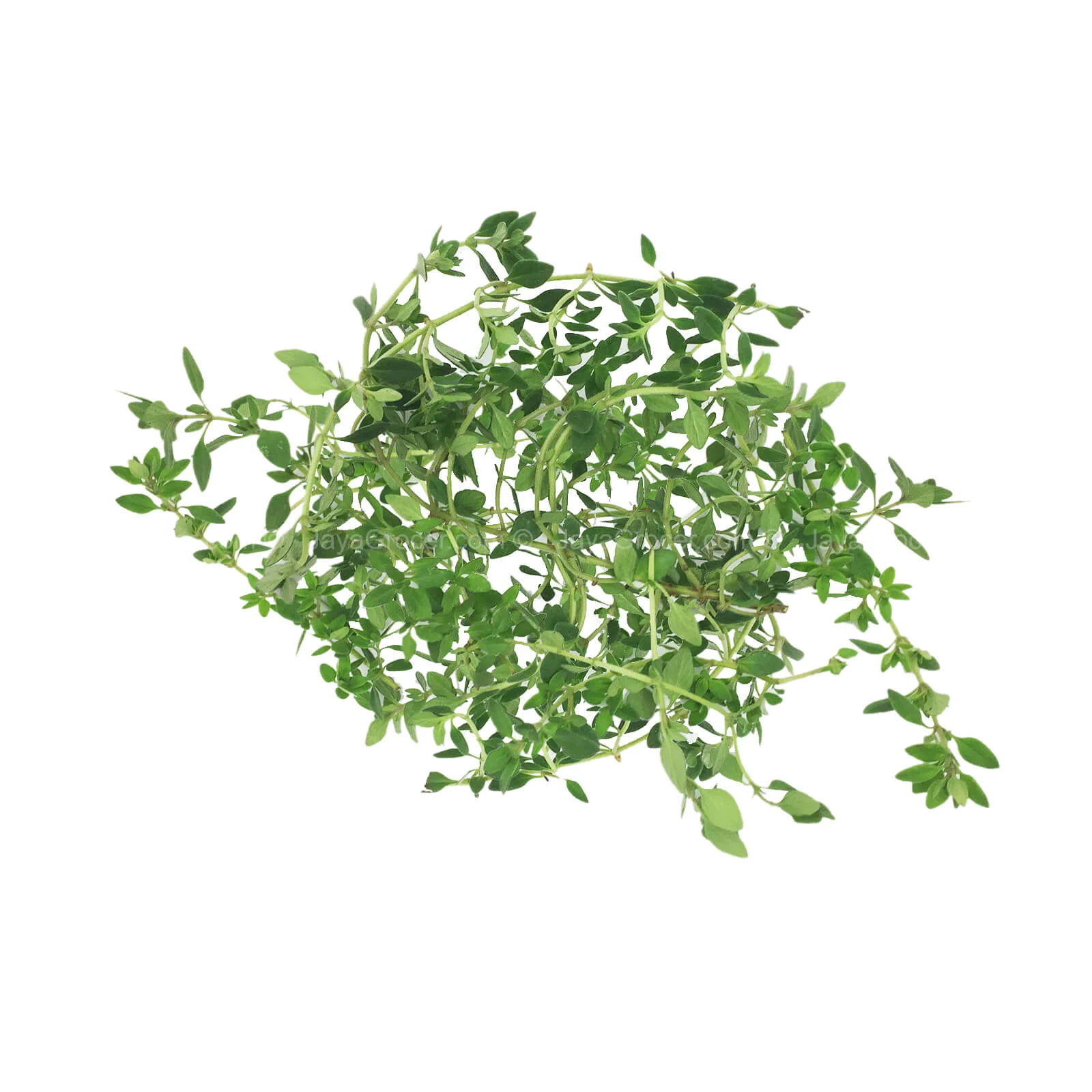 Cameron Garden Thyme Herbs (Malaysia) 10g - Image 2