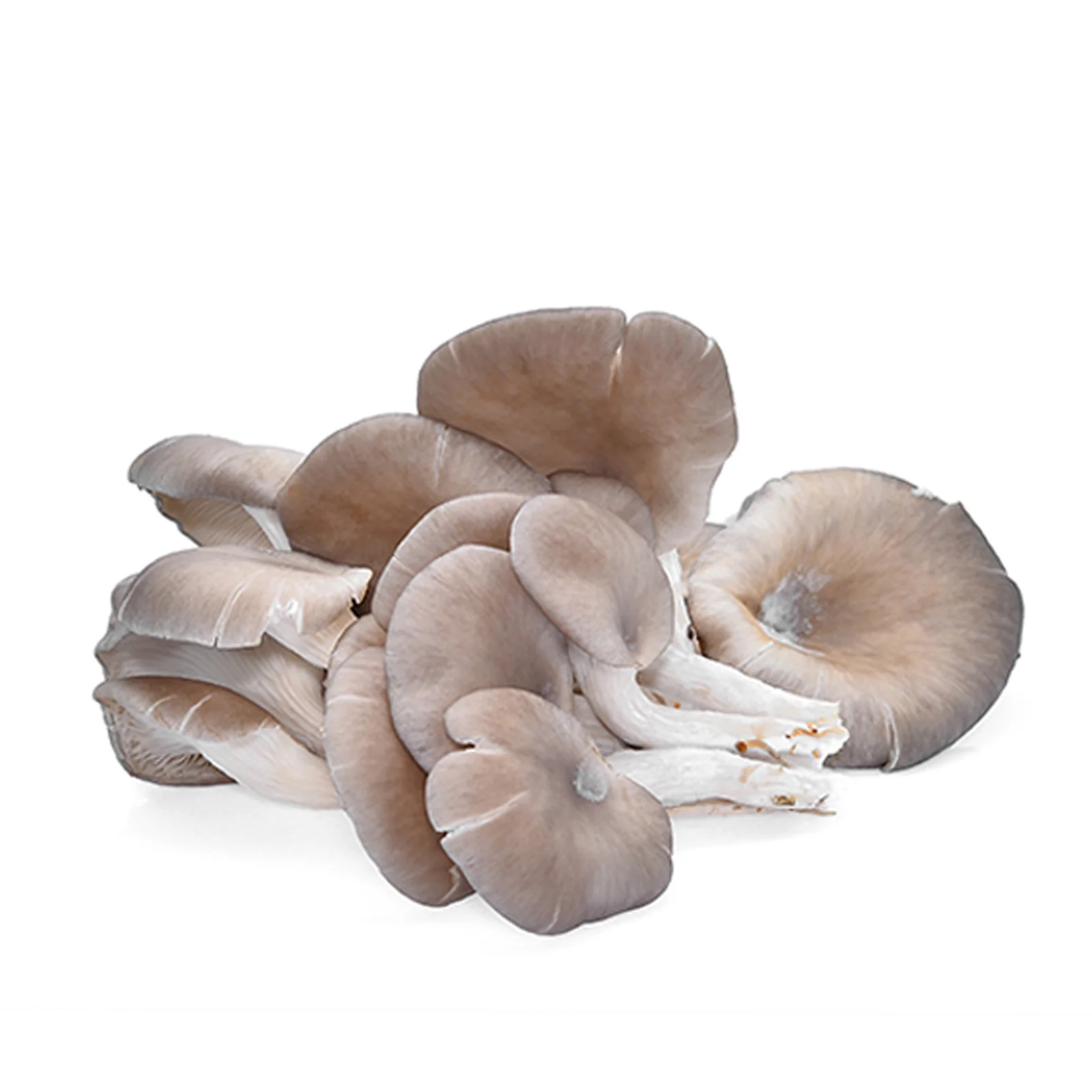 Frais Funghi Mushroom Grey Oyster (Malaysia) 200g - Image 2
