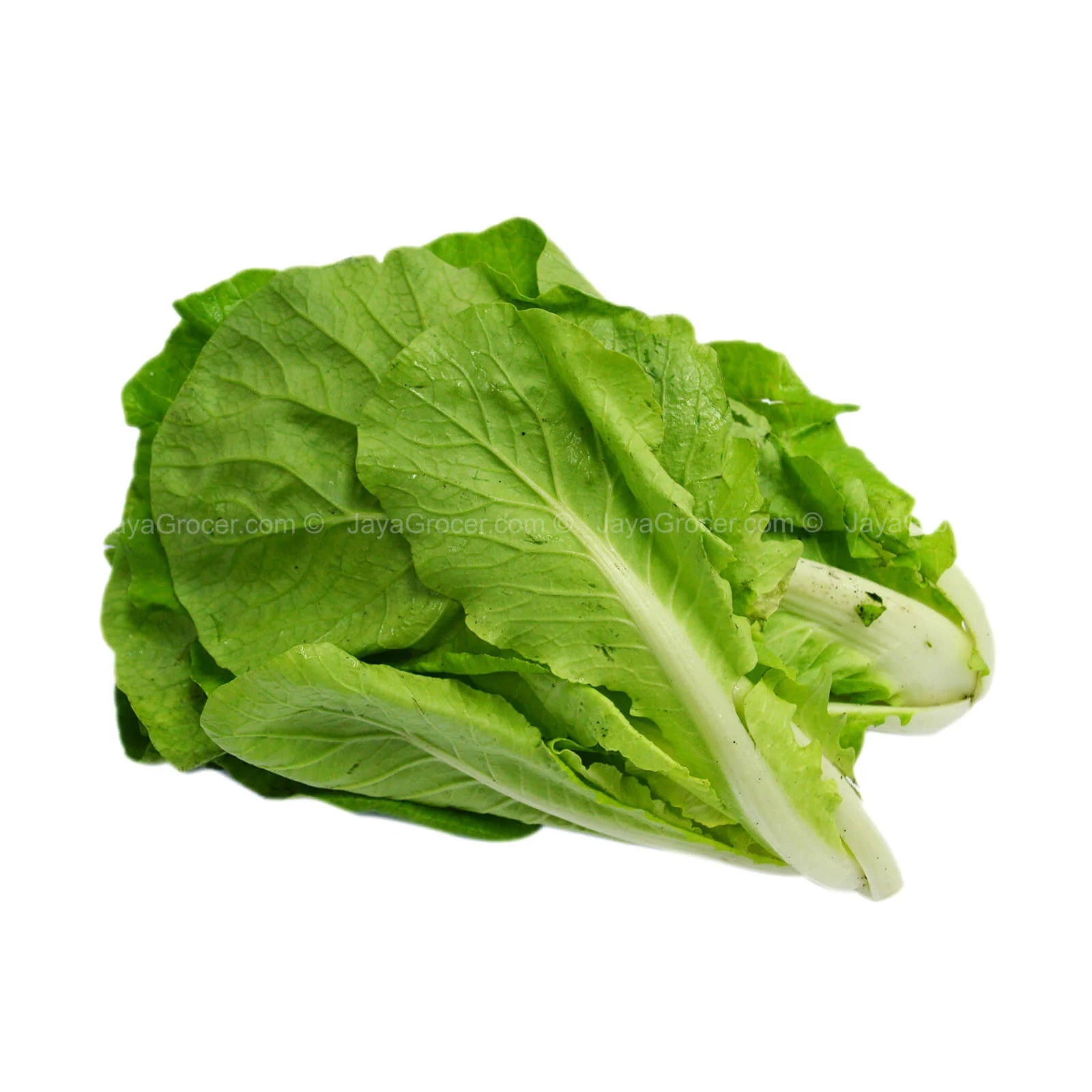 Summer Harvest Sawi Kerinting (Malaysia) 350g - Image 2