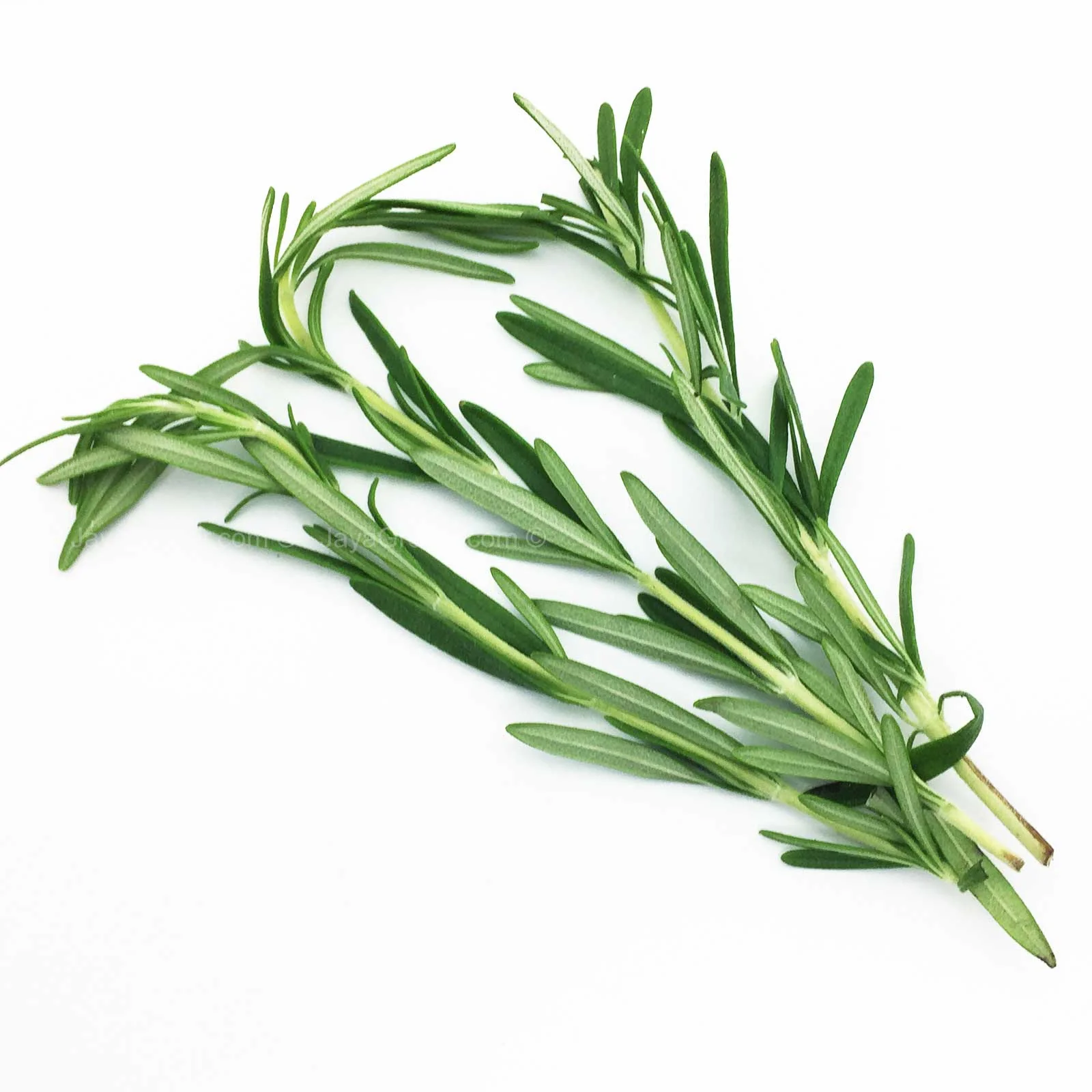 Genting Garden Rosemary (Malaysia) 50g - Image 2