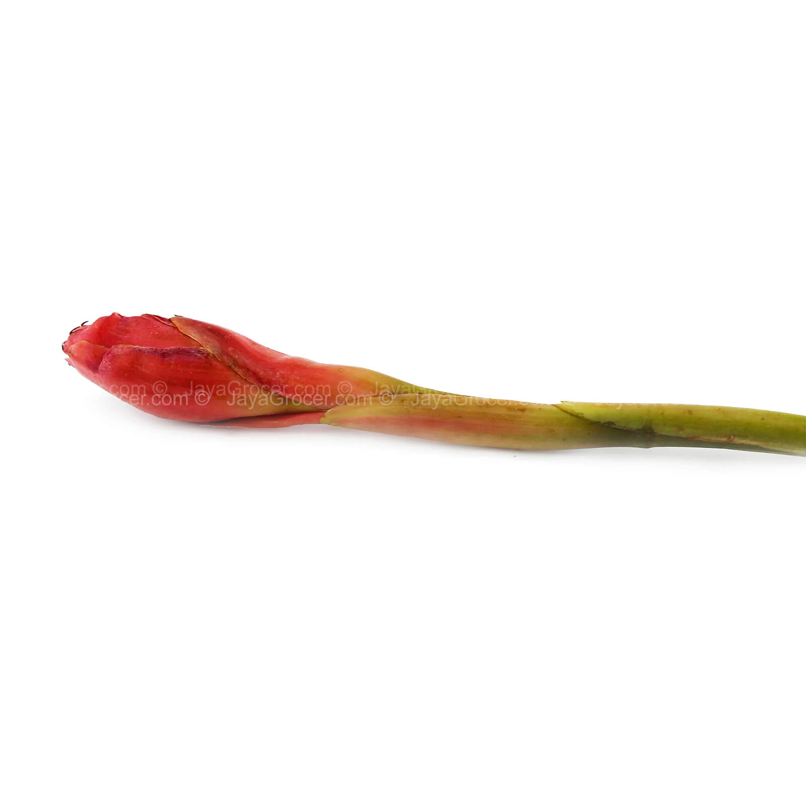 Ginger Flower (Bunga Kantan) (Malaysia) 1unit - Image 2