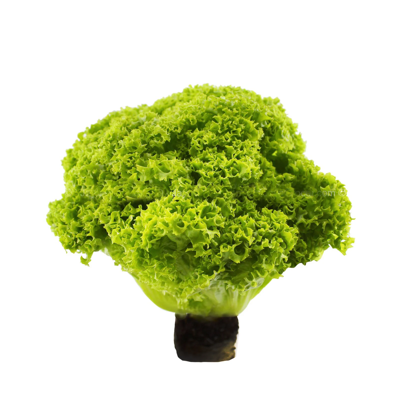 Cameron Garden Green Coral with Root (Malaysia) 1pack - Image 2