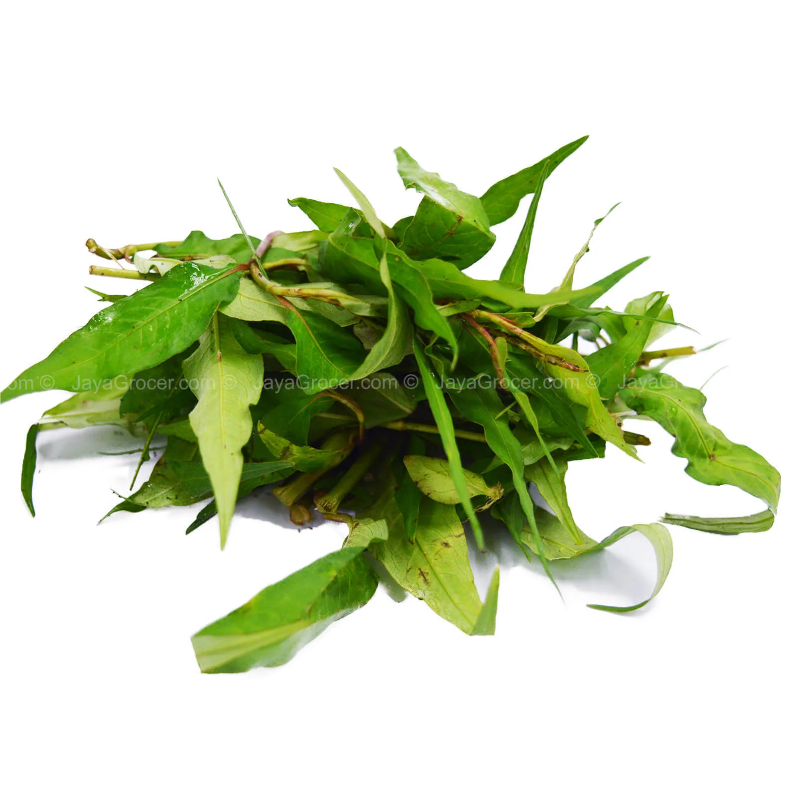 Laksa Leaf (Daun Kesum) (Malaysia) 25g - Image 2