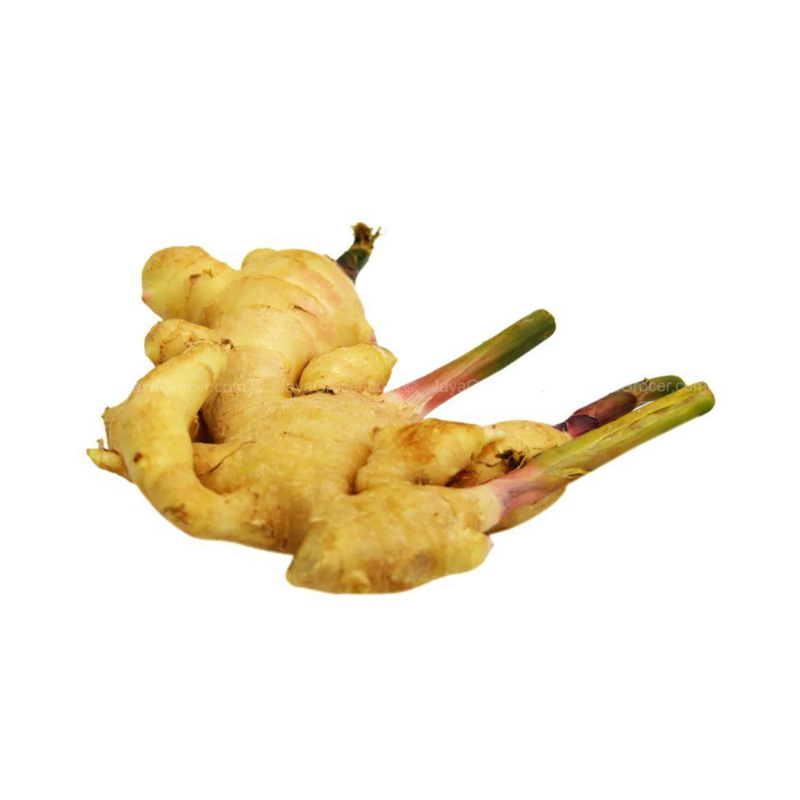 Young Ginger (Halia Muda) (Thailand) 200g - Image 2